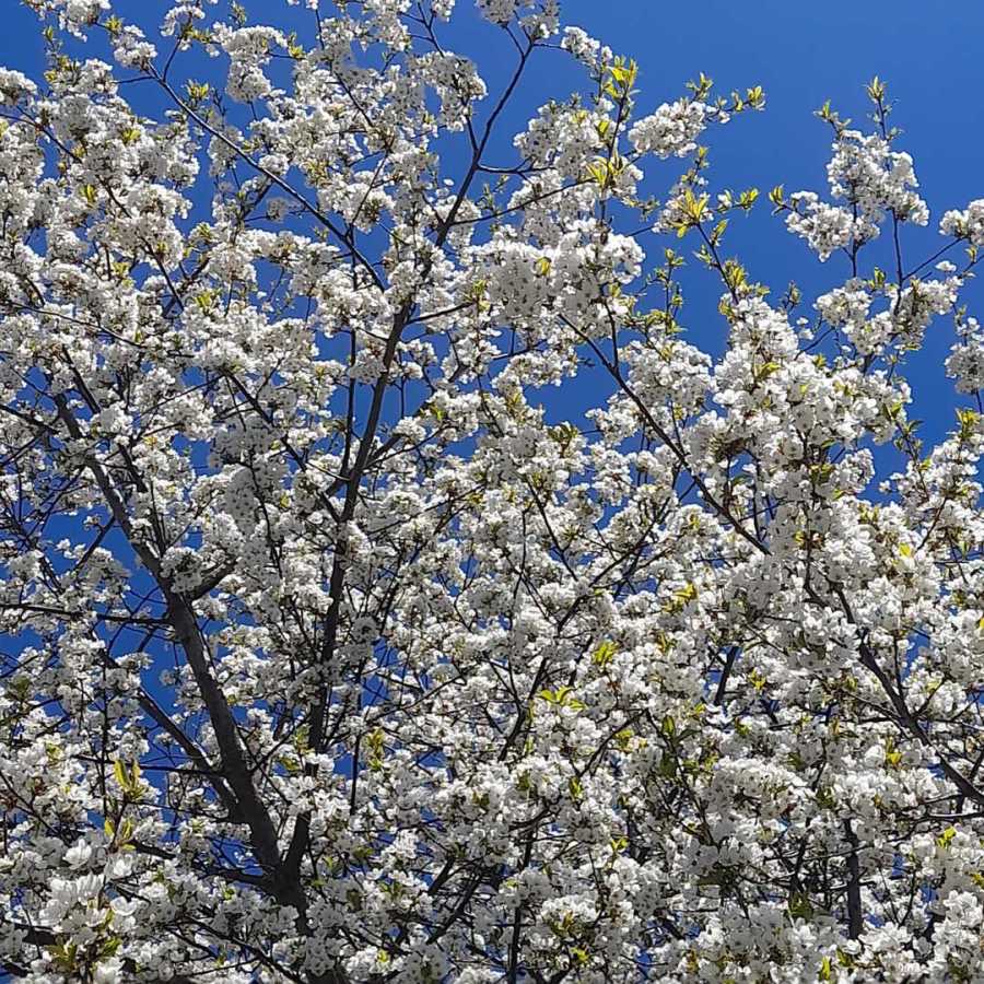 Weiß blühender Baum vor blauem Himmel