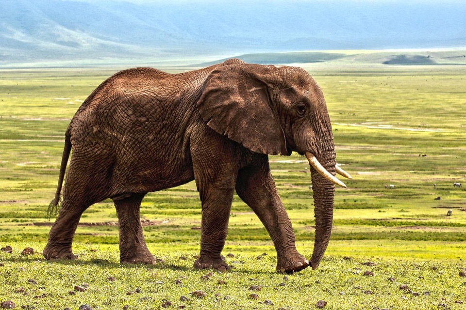 Afrikanischer Elefant in der Savanne – Sinnbild für das Unbewusste